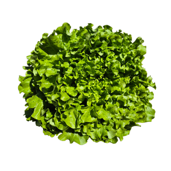 Solata kristalka (1 glava, več kot 500g)