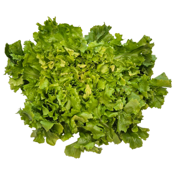 Endivija (~0,5kg)