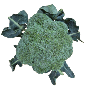 Brokoli 2